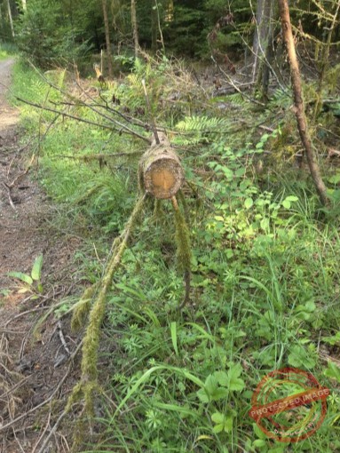 so im Wald rumstacksen macht Spaß