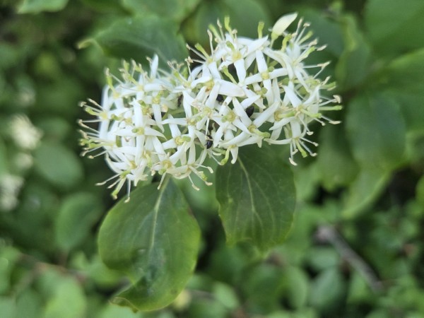 LB Blumen 098