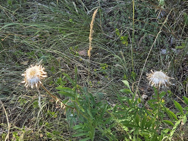 LB Blumen 101
