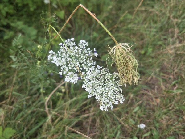 LB Blumen 102