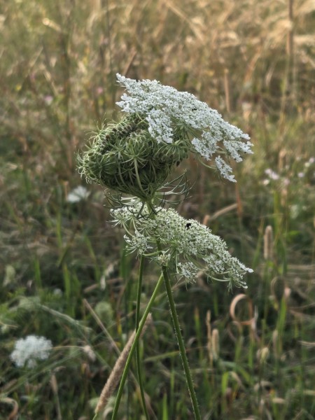 LB Blumen 103