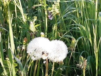LB Blumen 105n