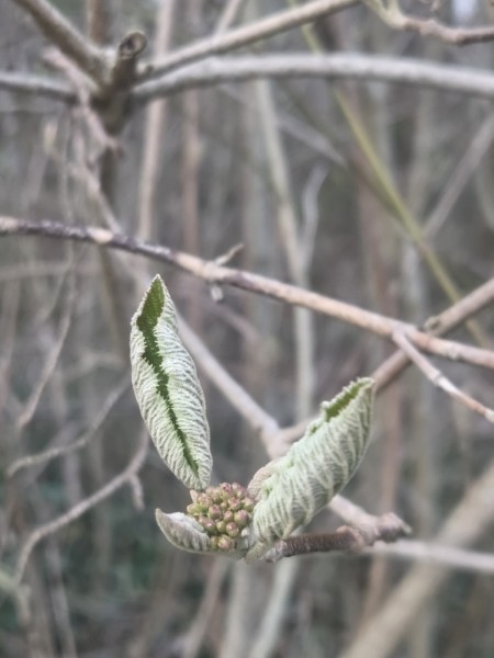 LB Duos Pflanzen 100