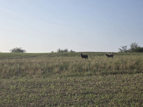 LB Duos Tiere 083