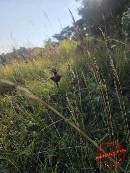 dud, Abendimpressionen 02