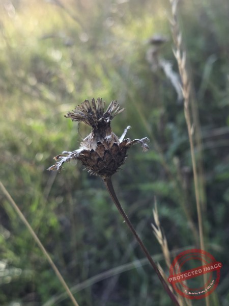 dud, Abendimpressionen 03