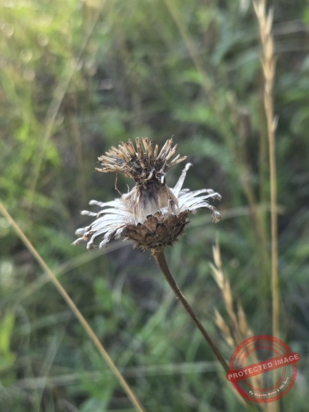dud, Abendimpressionen 04