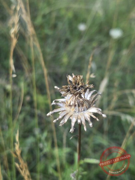 dud, Abendimpressionen 05