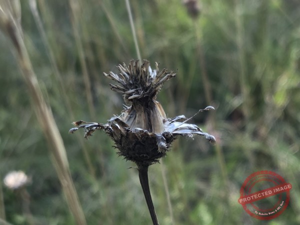 dud, Abendimpressionen 06