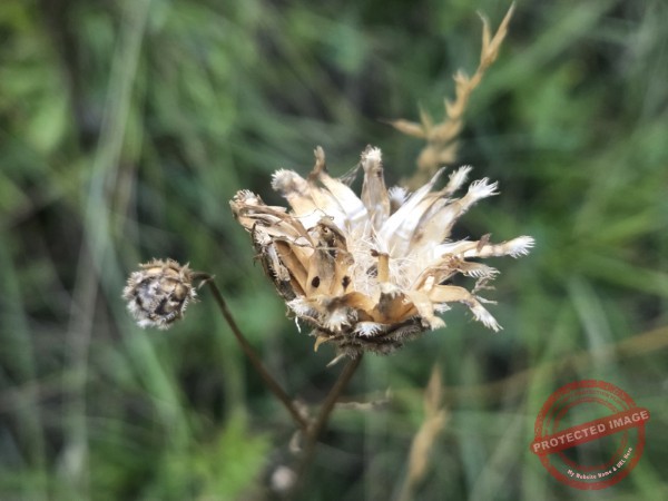 dud, Abendimpressionen 07