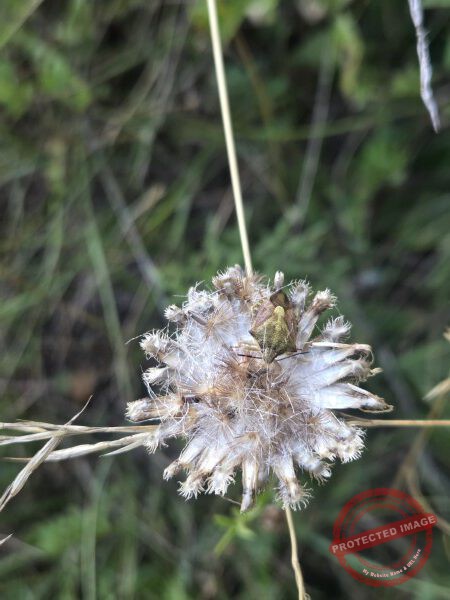 dud, Abendimpressionen 08