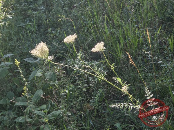 dud, Abendimpressionen 09