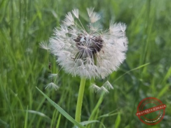 dud, Abendimpressionen 15q