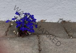 Garten - Lebenskünstler 2