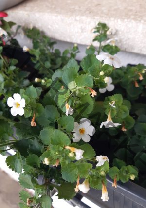 Garten - Schneeflockenblume