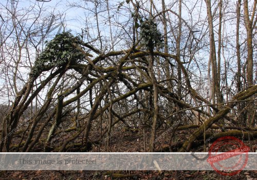 LB Verwandlung Bäume  01.1