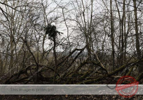 LB Verwandlung Bäume  01.2