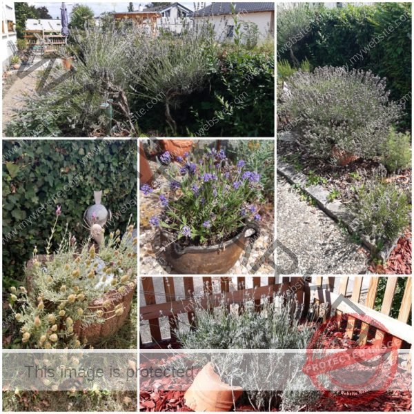 Lavendel-Collage 2020 (Mittel)