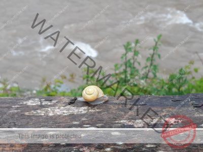 Ledrosee, Schnecken 1