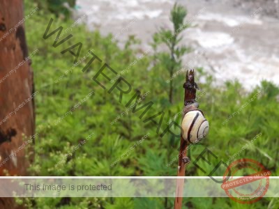 Ledrosee, Schnecken 2