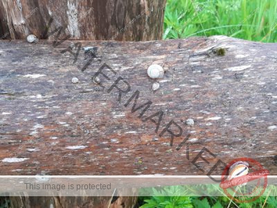 Ledrosee, Schnecken 3