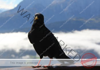 Wintergedicht Krähe-Bild