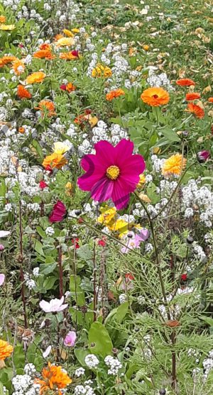 Herbstblumen2