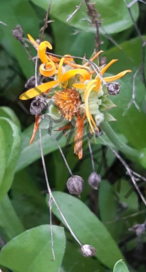 Herbstblumen5