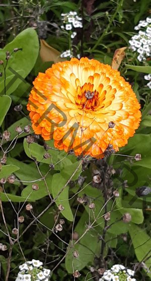 Herbstblumen7b