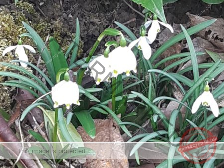 jahreszeitl. Frühlingsanfang 1